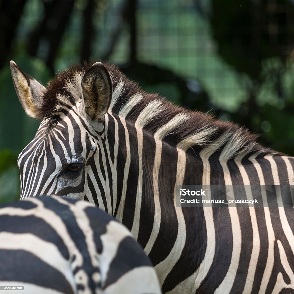 Closeup portrait of a scarred Burchell's Zebra Closeup portrait of a scarred Burchell's Zebra (Equus Quagga Burchellii) 2015 Stock Photo