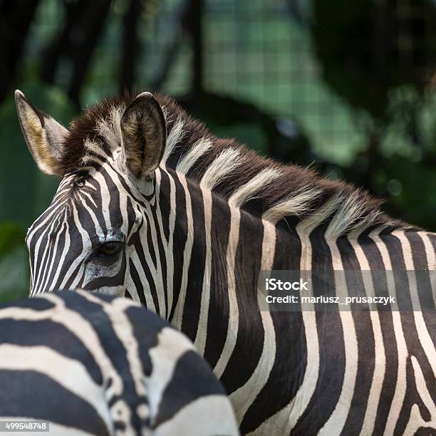 Closeup Portrait Of A Scarred Burchells Zebra Stock Photo - Download Image Now - 2015, Animal, Animals In The Wild