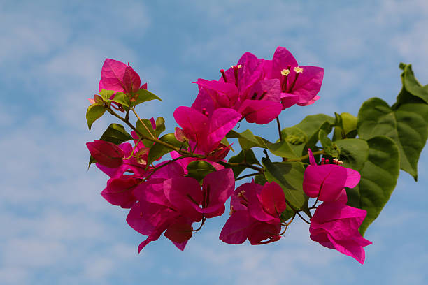 bougainvillea flor no jardim - george w bush - fotografias e filmes do acervo