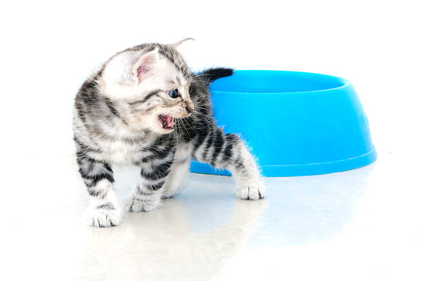 istock Cute American shorthair cat kitten 499549146