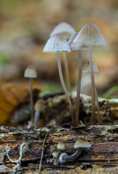 istock Small chestnut fungi 499549290