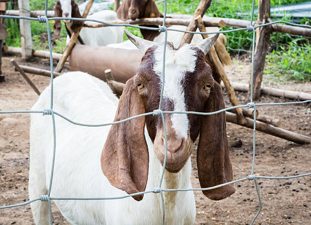 istock Adorable goat in the wire farm cage 499549558