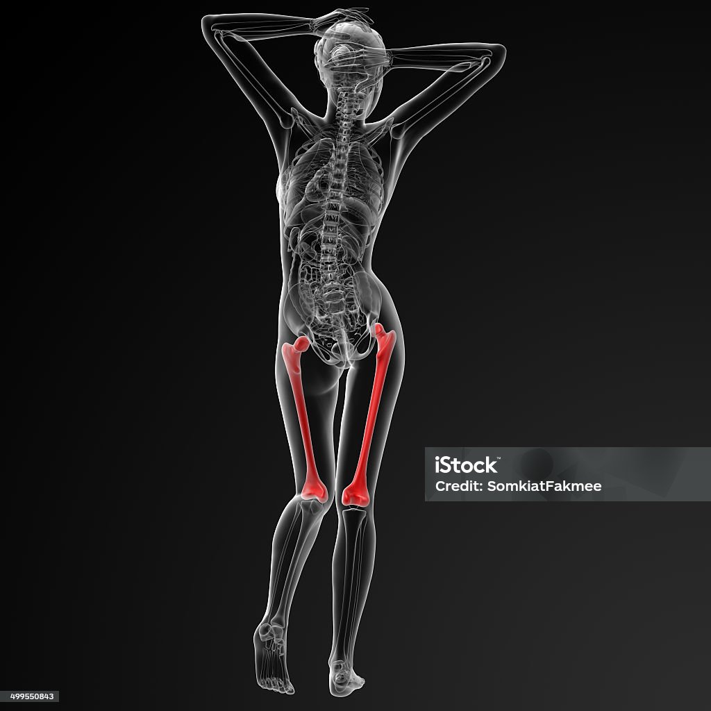 Aus 3 d illustration der weibliche femur bone - Lizenzfrei Anatomie Stock-Foto