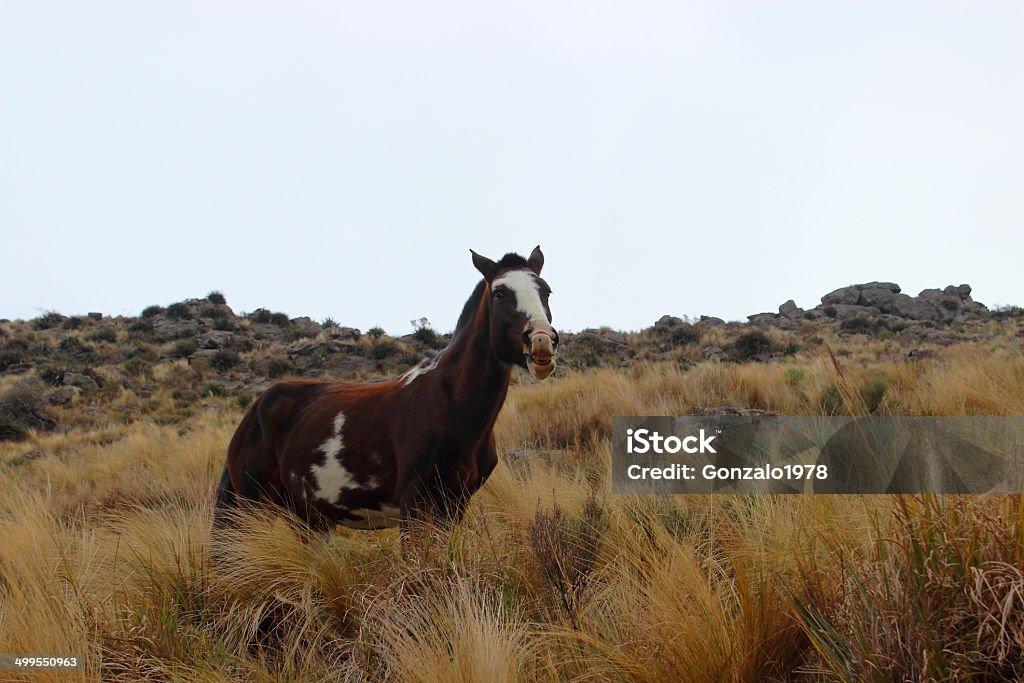 horse relinqueting horse neighing in call of his herd Braying Stock Photo