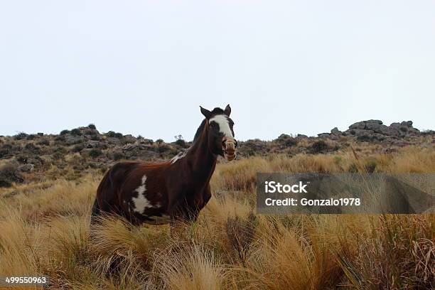 Horse Relinqueting Stock Photo - Download Image Now - Braying, Brown, Grass