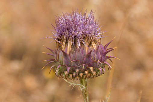 Illyrian Thistle in flower in a field in the Barrocal, Algarve, Portugal