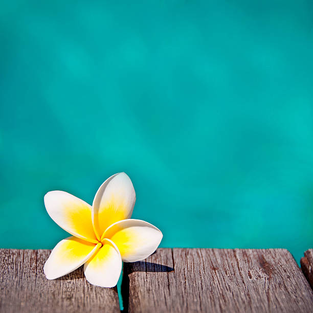 istock Frangipani flower, turquoise water background 499552163