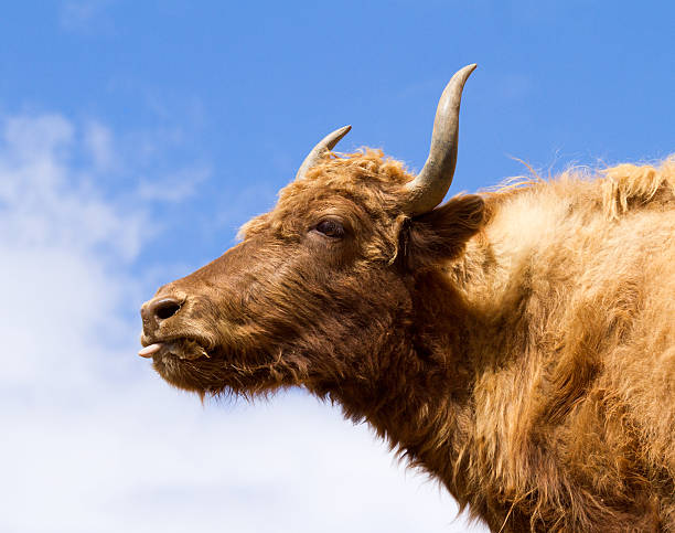 istock Brown Yak in the mountains against the blue sky 499552757