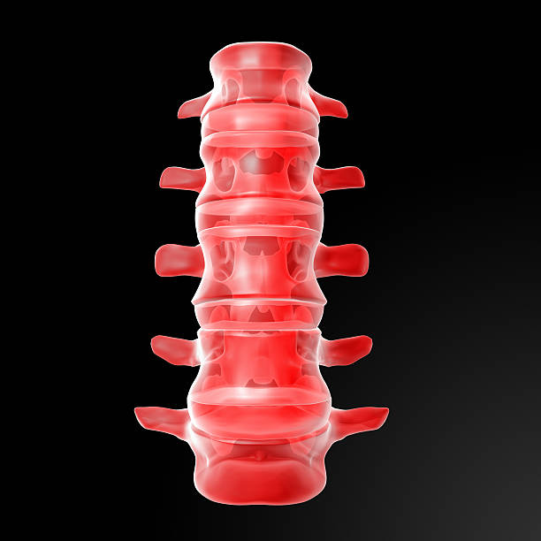 3 d 렌더링됨 그림 인간 요추 - human spine chiropractor three dimensional shape healthcare and medicine 뉴스 사진 이미지