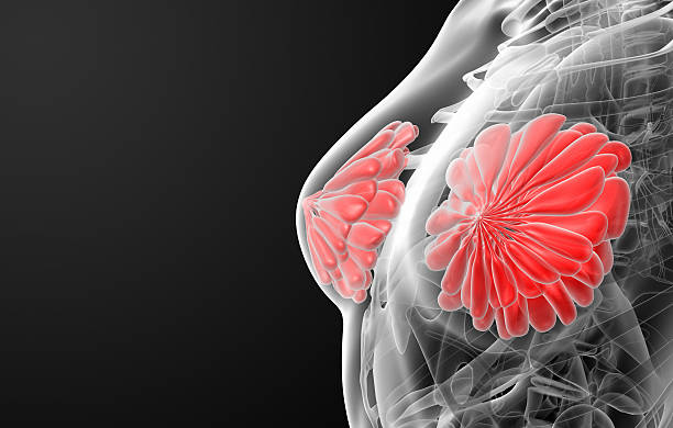 3 d render do sexo feminino peito anatomia de raios x - foto de acervo