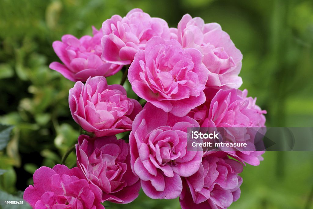 Rosa floribunda bush rosas, agrupamento de flores, folhas de fundo desfocado jardim - Foto de stock de Rosa - Flor royalty-free
