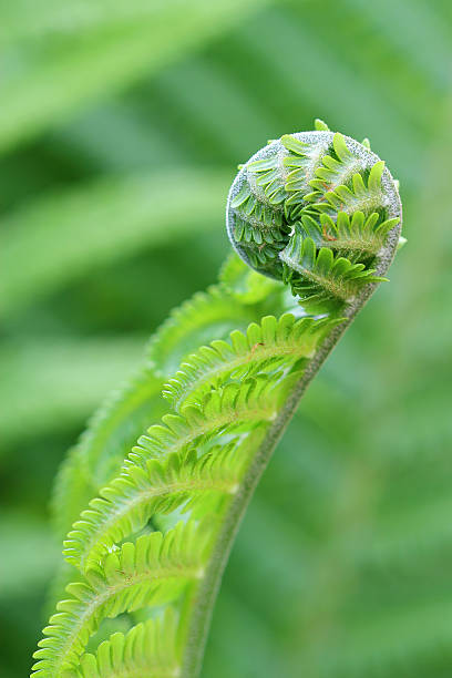 istock Fern frond unfurling in forest 499554505