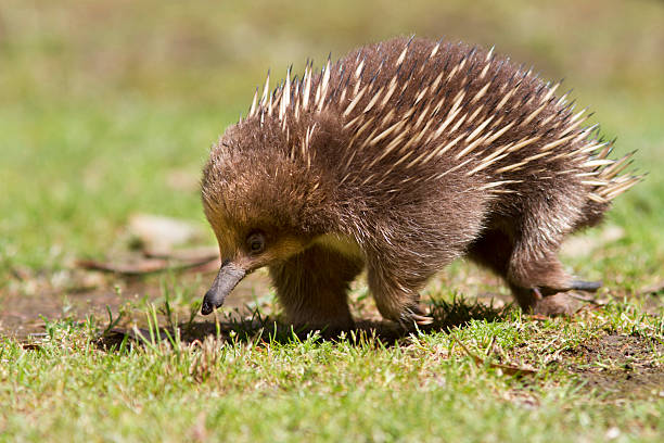 Australian Echidna. An echidna walking over a grassy field. animal spine stock pictures, royalty-free photos & images