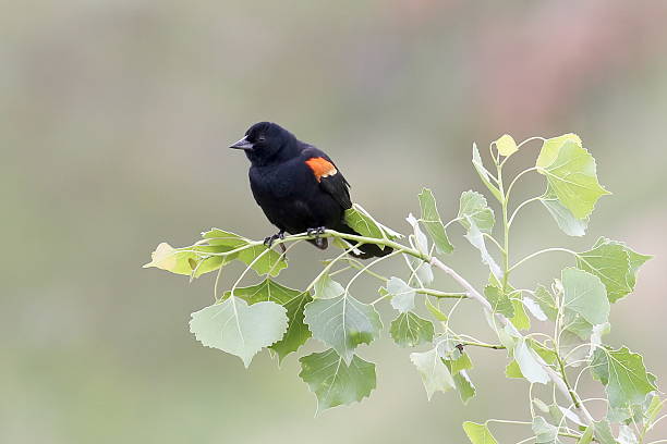 Red Winged Blackbird (Agelaius phoeniceus) A red winged blackbird (Agelaius phoeniceus) perches on the branch of a cottonwood tree. cottonwood tree stock pictures, royalty-free photos & images