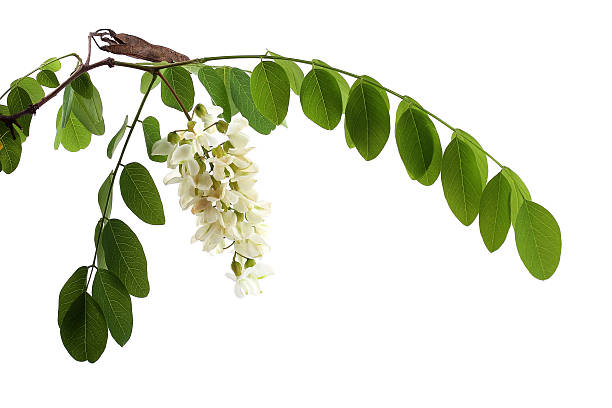 istock Branch of black locust (Robinia pseudoacacia) isolated on white 499555099