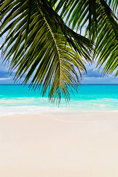 istock Anse Lazio, Praslin island, the Seychelles 499555559