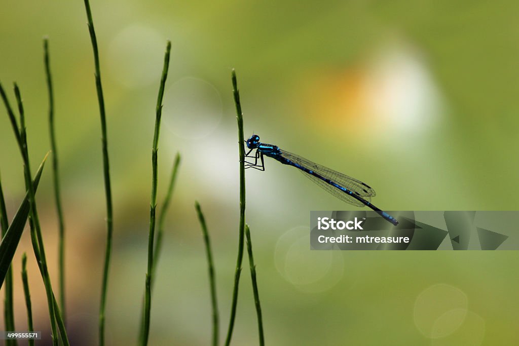 Imagem de macho azul Donzelinha do sol, pelo Jardim pond - Royalty-free Animal Foto de stock