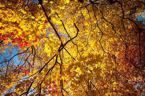 istock Autumn Japanese garden with maple 499555579