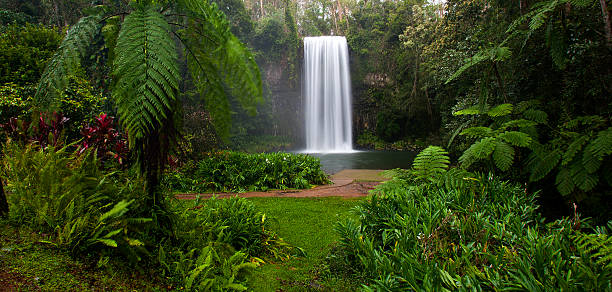 밀라 밀라 폴즈, 퀸즈랜드, 호주 - rainforest australia river waterfall 뉴스 사진 이미지