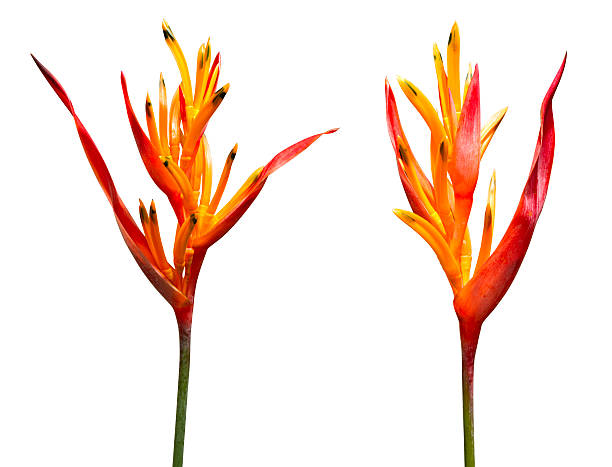 istock Isolated Bird of Paradise flowers with clipping path 499556633