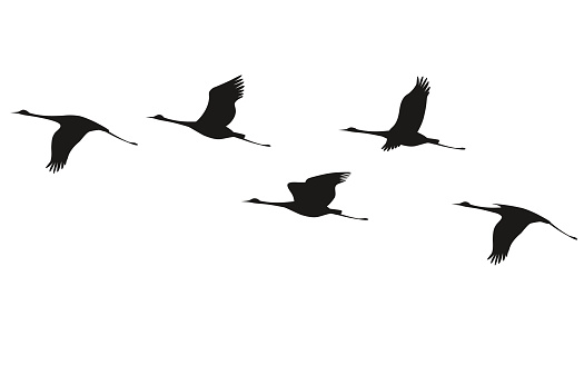 Silhouette of flying flock of cranes.