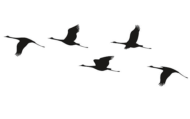 Crane flock Silhouette of flying flock of cranes. heron family stock illustrations