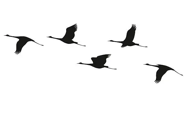 Vector illustration of Crane flock