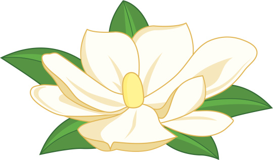 Vector Illustration of a magnolia flower.