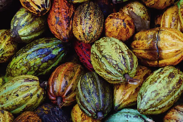 Macro of Cocoa pods from Samana, Dominican republic