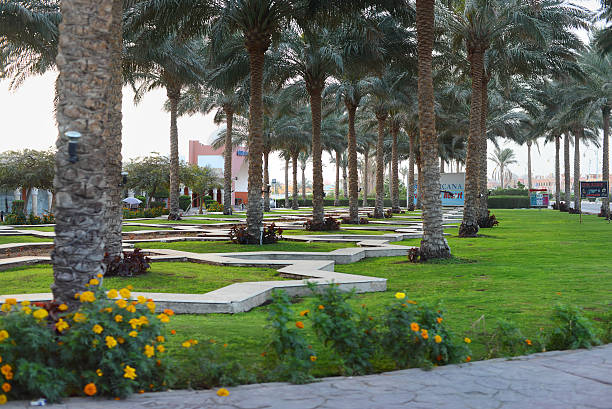 istock palm alley in Sharm el-Sheikh 499557999