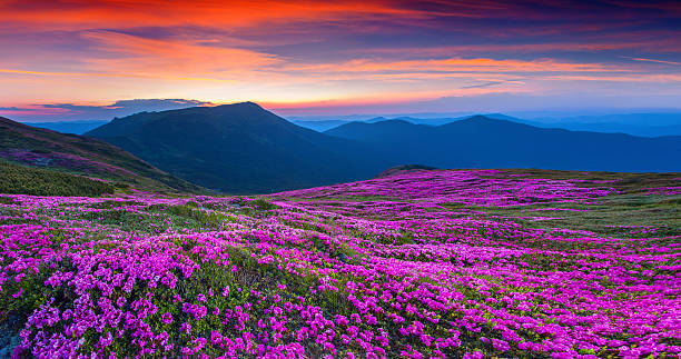istock Magic pink rhododendron flowers on summer mountain. 499564475
