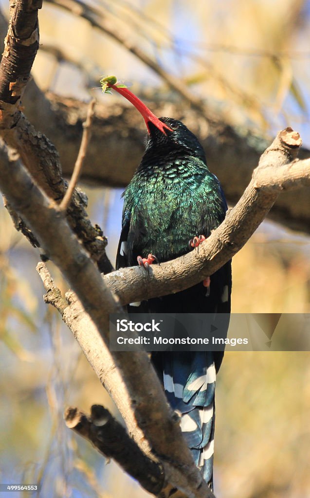 Redbilled Woodhoopoe no Parque Real Royal Natal, África do Sul - Foto de stock de Animais caçando royalty-free