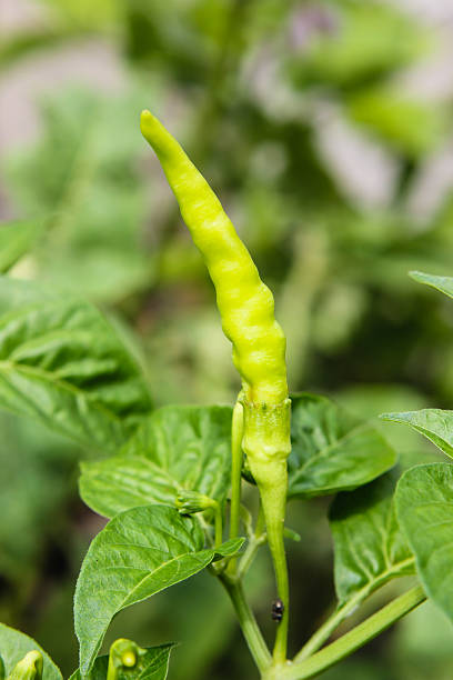 istock ripe green hot chili peppers on a tree 499564581