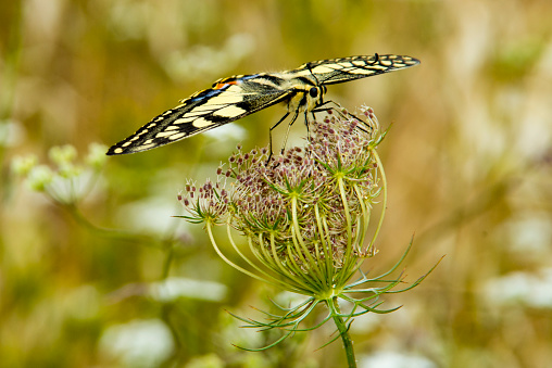 Swallowtail on Wild Carrot, Algarve, Portugal in June