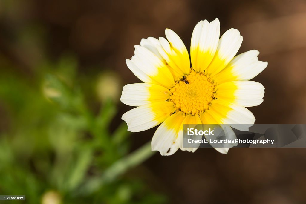 Crown Daisy Crown Daisy near Paderne, Algarve, Portugal in June Yellow Stock Photo