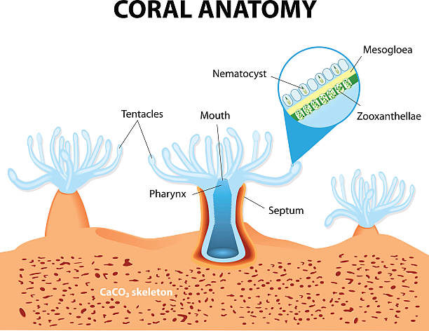 Coral Anatomy. Vector diagram Structure coral polyp. Coral Anatomy. The coral polyps tend to live in colonies and form the building blocks of the reef. coral cnidarian stock illustrations