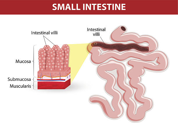 illustrazioni stock, clip art, cartoni animati e icone di tendenza di villi intestinale.  diagramma vettoriale - alimentary
