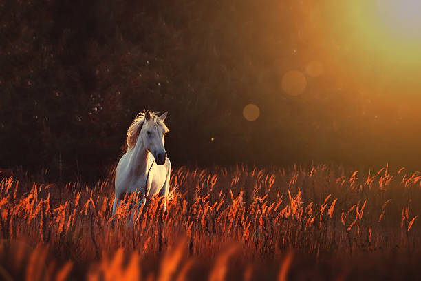 white horse run forward white horse run  paintree background in the tall orange grass white horse running stock pictures, royalty-free photos & images