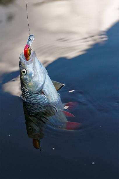 istock Chub caught on a plastic bait in water 499566478