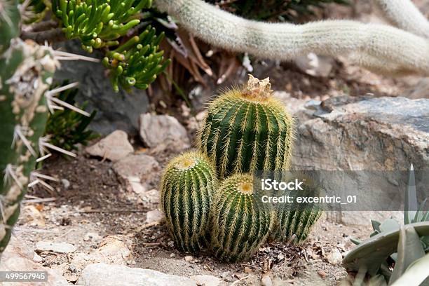Cactus In A Greenhouse Allan Gardens Toronto Ontario Canada Stock Photo - Download Image Now