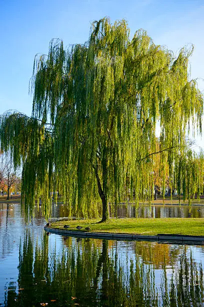 Ducks rest quietly under a wispy Weeping Willow situation next to a reflective pond.