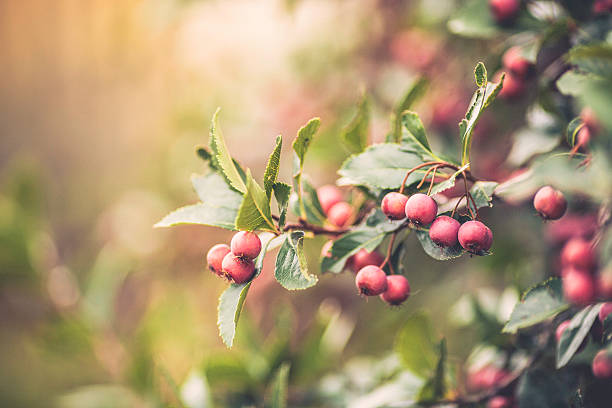 ツノの上のベリーの木の枝の秋の光 - hawthorn berry fruit plant autumn ストックフォトと画像