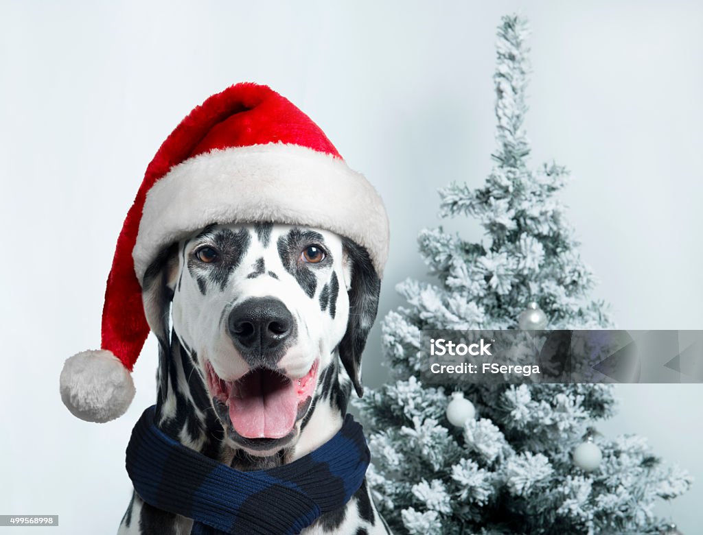 santa dog with  christmas ball on paw and a bell Christmas and New Year. Dalmatian Dog in Santa hats on a background of snow-covered trees Dalmatian Dog Stock Photo