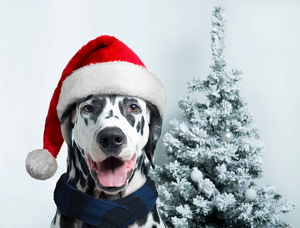 santa dog with  christmas ball on paw and a bell Christmas and New Year. Dalmatian Dog in Santa hats on a background of snow-covered trees lieke klaus stock pictures, royalty-free photos & images