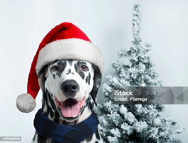 Santa Dog With Christmas Ball On Paw And A Bell Stock Photo - Download Image Now - Dalmatian Dog, Winter, 2015