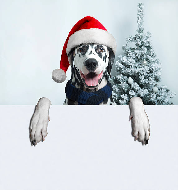 santa dog with  christmas ball on paw and a bell Christmas and New Year. Dalmatian Dog in Santa hats on a background of snow-covered trees. space for your text ads. lieke klaus stock pictures, royalty-free photos & images