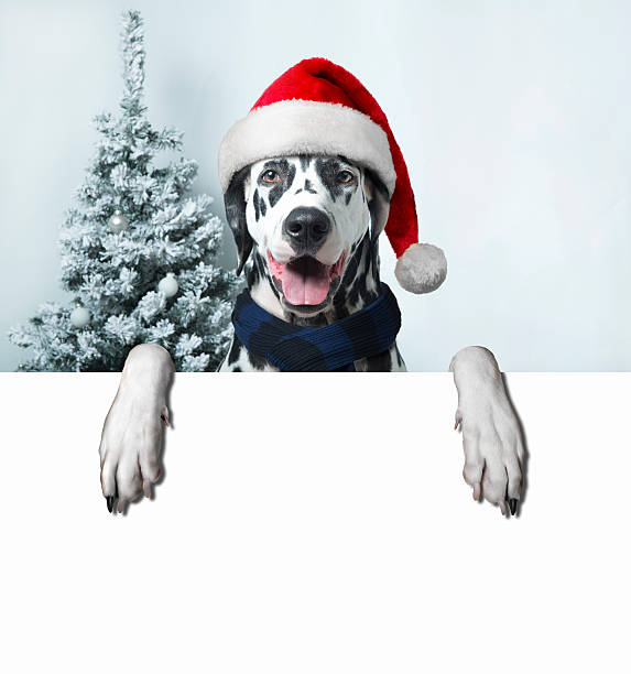 santa dog with  christmas ball on paw and a bell Christmas and New Year. Dalmatian Dog in Santa hats on a background of snow-covered trees. space for your text ads. lieke klaus stock pictures, royalty-free photos & images