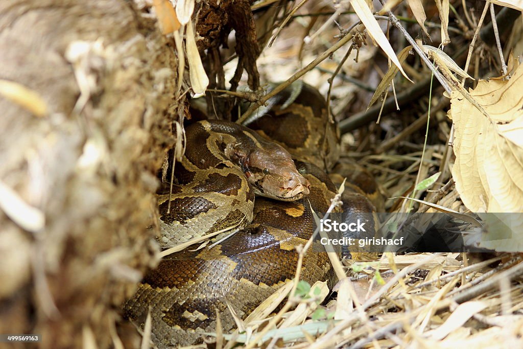 Python Coiled Stock Photo - Download Image Now - Animal, Animal Body ...