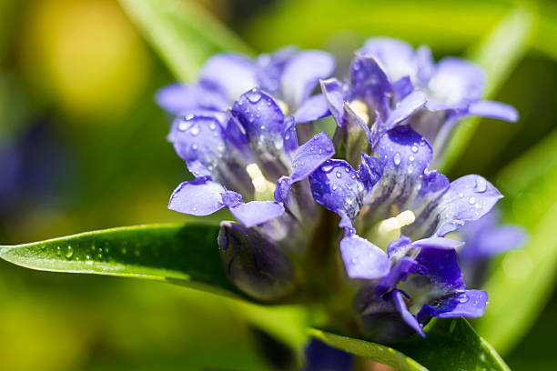 istock Macro of a Gentiana dahurica 499569308