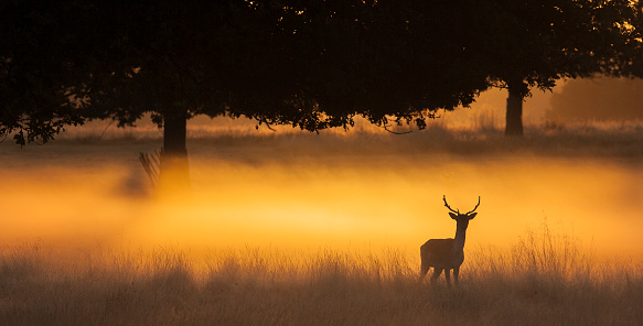 Deer stag in the early morning mist of Richmond Park